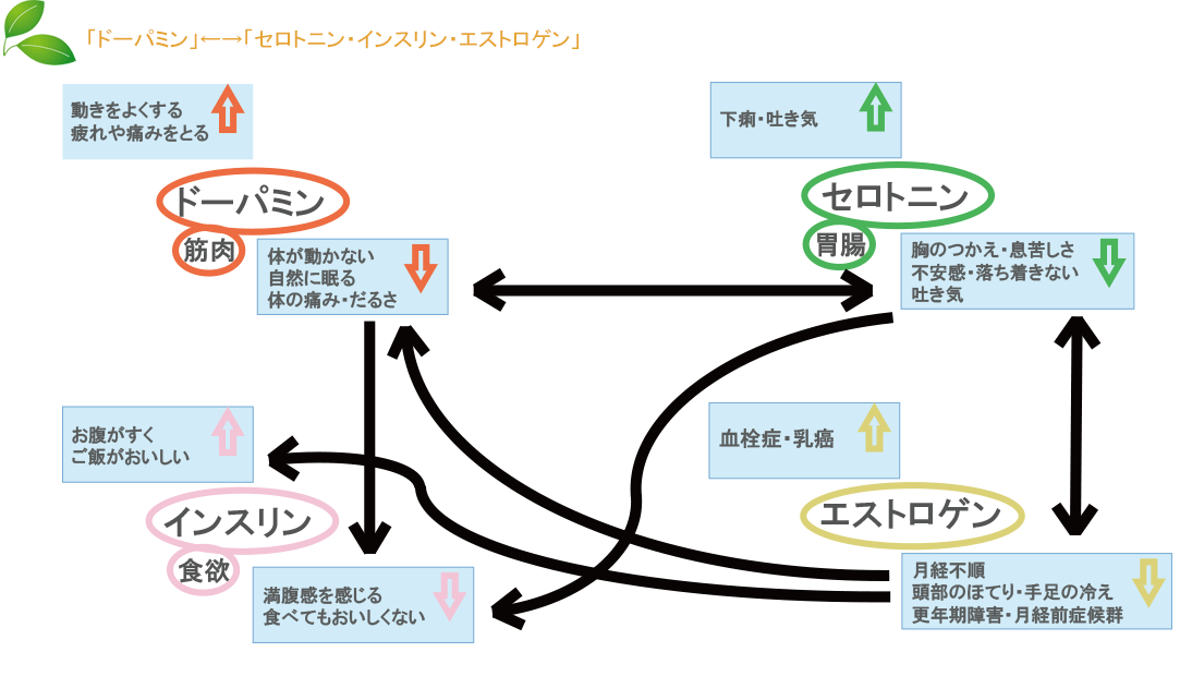 「ドーパミン」←→「セロトニン・インスリン・エストロゲン」